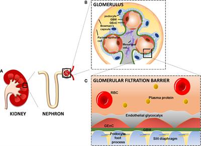 Glomerular Endothelial Cells as Instigators of Glomerular Sclerotic Diseases